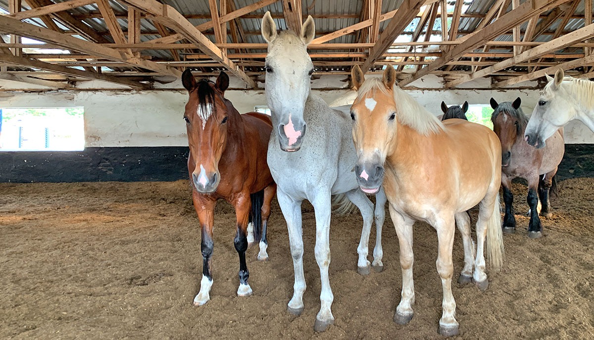 Reitunterricht auf dem Hof Viervitz - Reitschule Einhorn