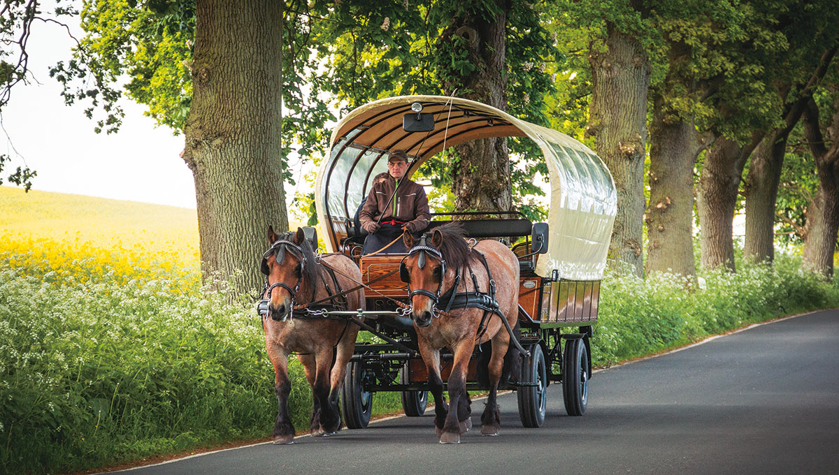 Mit dem Planwagen/Kremser über die weiten Alleen der Insel Rügen fahren - Martina und Alexander Hermann - Kutschfahrten